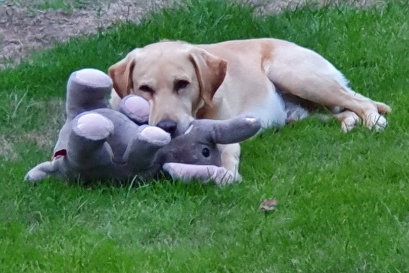 800x533 pixels (147K)